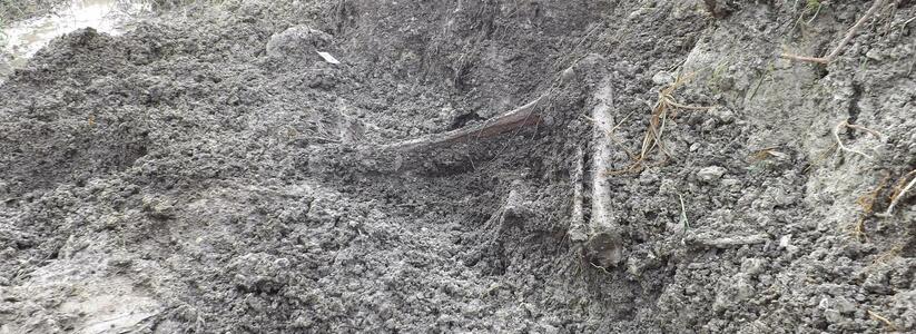 За время раскопок под Новороссийском эксгумировали останки 50 человек