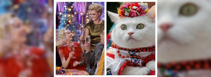 «Новогодняя ночь на Первом» и «Кот-парад»: что новороссийцы смогут посмотреть по телевизору в новогоднюю ночь