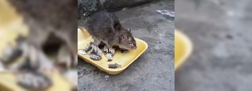 Новороссийцы сняли на видео «наглую» крысу, поедающую рыбу в жилом микрорайоне