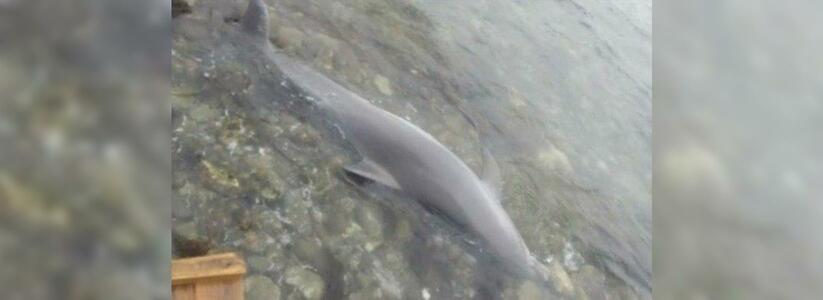 Жители Новороссийска заметили выброшенного на берег дельфина: его тело не убирали несколько дней
