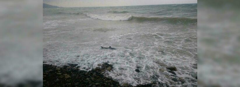 К берегам Новороссийска прибило еще одного дельфина