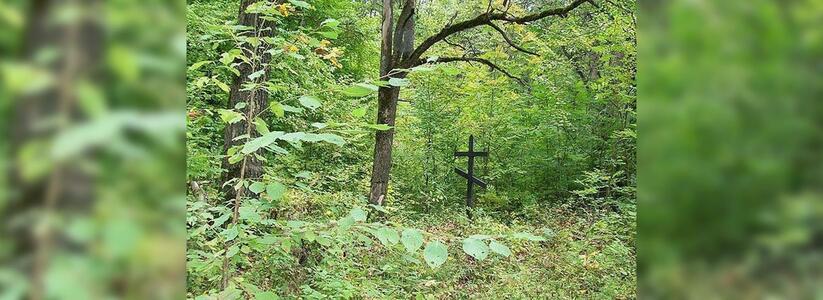 На кладбище Новороссийска вырубили деревья на миллион рублей