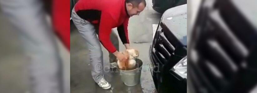 На Кубани мужчина «отполировал» машину котом и снял это на видео