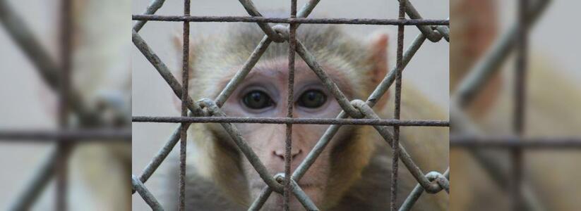 На Кубани таможенники задержали автобус с 33 обезьянами