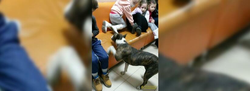 «Собака-убийца» с окровавленной мордой ворвалась в детскую поликлинику Новороссийска: на место прибыли полиция и МЧС