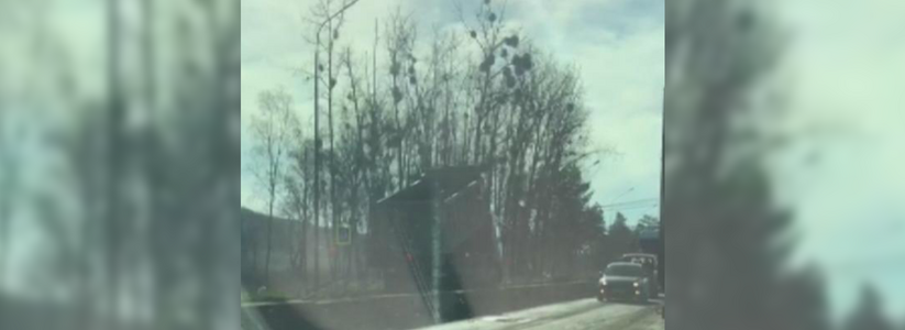 На трассе под Новороссийском оборвались провода и упали на грузовик: на дороге образовалась пробка