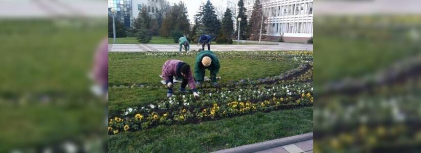 В Восточном и Центральном районах Новороссийска появятся новые розарии: цветы высадят этой весной