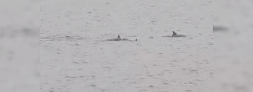 Жители Новороссийска сняли на видео, как в Цемесской бухте резвится большая семья дельфинов