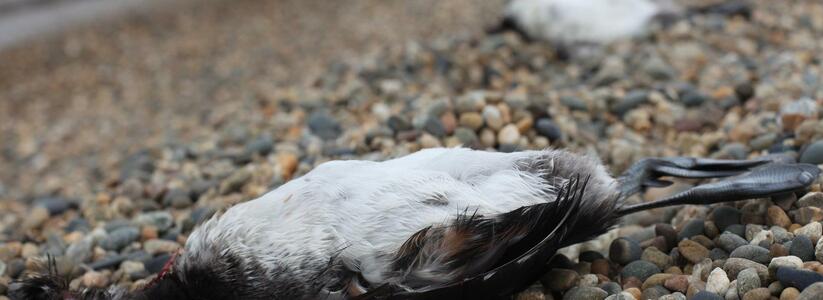 Жители Новороссийска обеспокоены массовой гибелью уток: очевидцы сняли на видео десятки мертвых птиц на пляже в Мысхако