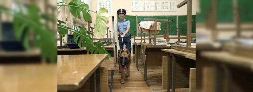 В Новороссийске за порядком на ЕГЭ будут следить кинологи с собаками и видеокамеры