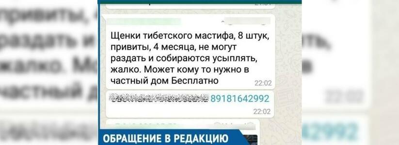 «За час мне позвонили 300 раз»: рассылка сообщения о бесплатной раздаче породистых щенков в Новороссийске — фейк
