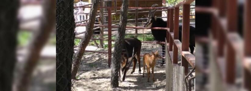 В «Сафари-парке» в Геленджике родилась краснокнижная черная антилопа