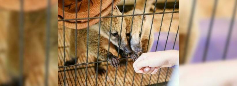 В контактном зоопарке под Новороссийском родились маленькие носухи