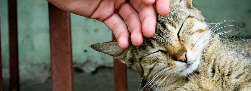 В Новороссийске пройдет акция за принятие закона «Об ответственном обращении с животными»