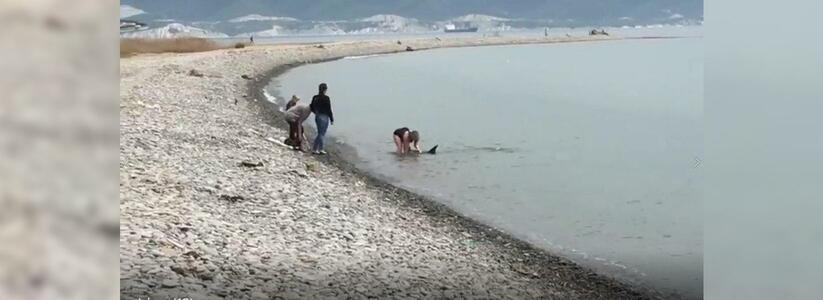 «Она гладила его и пыталась заставить уплыть»: в Новороссийске  очевидцы сняли на видео операцию по спасению дельфина