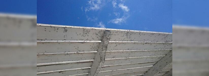 Новороссийск  переживает нашествие «малярийных» комаров: тысячи насекомых атакуют квартиры горожан