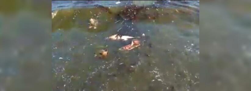 На пляже Новороссийска нашли еще одного мертвого дельфина: местные жители сняли удручающую картину на видео