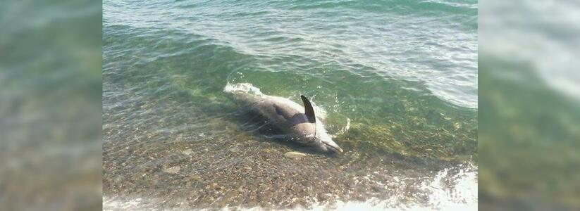 С начала года в Черном и Азовском морях погибли более 70 дельфинов