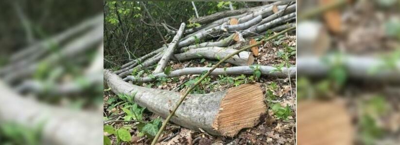 В поселке Мысхако под Новороссийском варварски рубят лес: в сети появились фото последствий вырубки