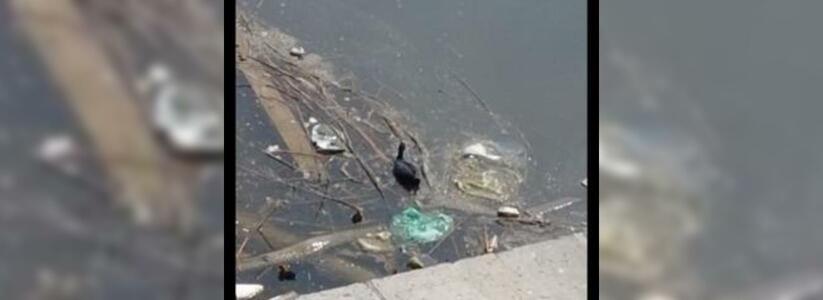 В Новороссийске Суджукская лагуна утопает в мусоре: жители города снимают фото и видео, как дикие птицы выводят птенцов