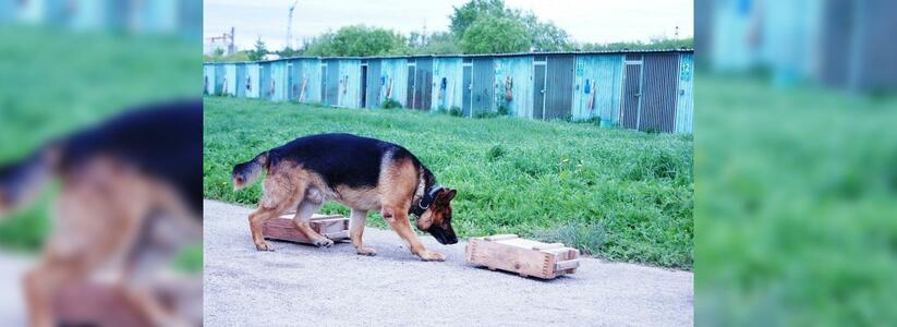 На кинолога таможни в Новороссийске завели уголовное дело из-за покупки собаки