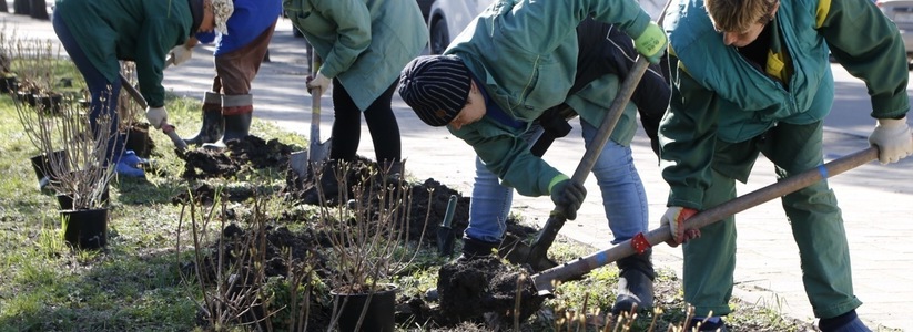 Клены и гортензии: в Новороссийске началась высадка растений на центральных улицах
