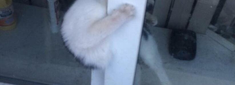 В Новороссийске кот пытался забраться в больничную палату и застрял в оконном проеме