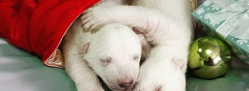В сафари-парке Геленджика подрастают два белых медвежонка: трогательные фото малышей уже разошлись по соцсетям