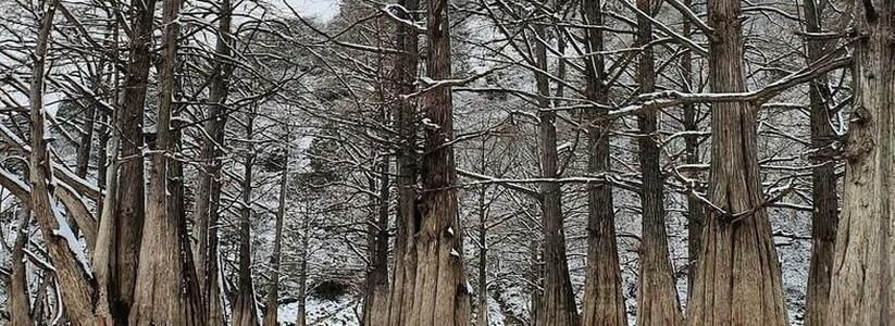 Озеро Сукко и 32 болотных кипариса: путешественник показал в соцсетях, как выглядит популярное место в снежные дни