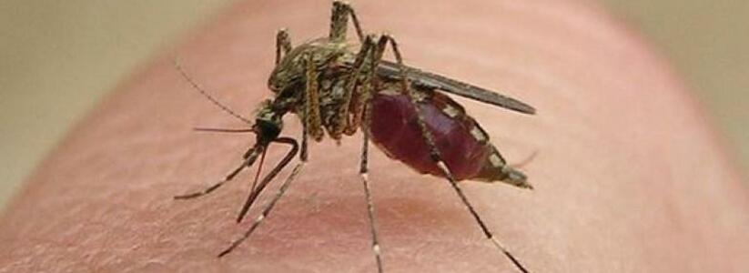 Власти Новороссийска начнут травить комаров в скверах и парках