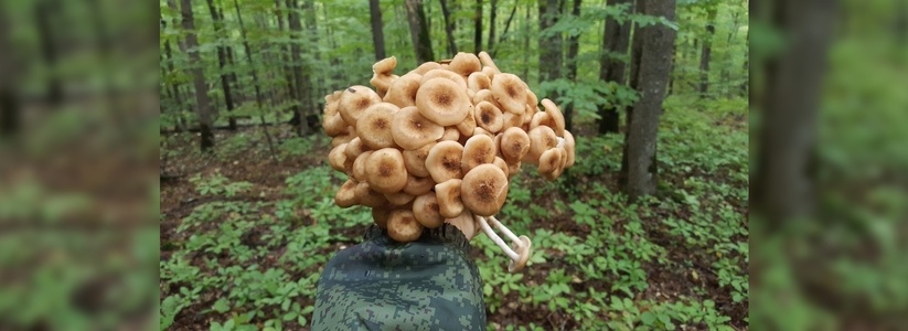 В лесах под Новороссийском небывалый урожай опят: грибники выкладывают фото и видео своих «уловов»