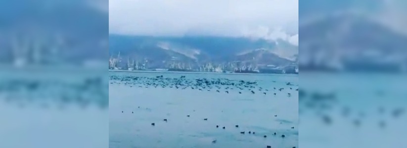 «Живую черную тучу», пролетающую над морем, сняли на видео новороссийцы