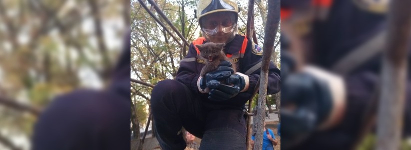 В центральную аллею Новороссийска пригнали автовышку, чтобы достать котенка с дерева