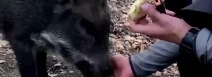 Местные жители встретили дружелюбного кабана-гурмана в лесу под Новороссийском: забавное видео