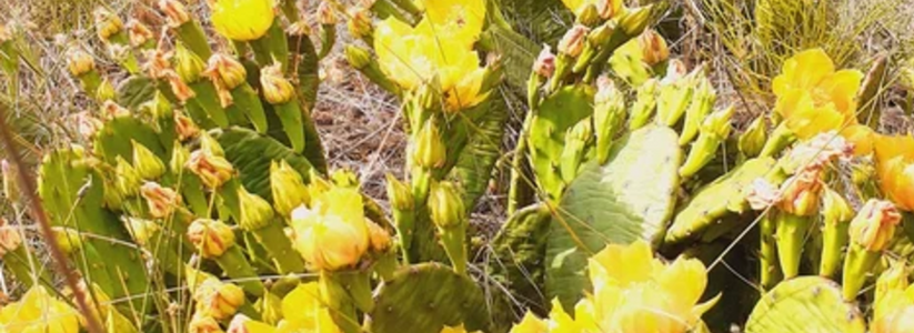 Под Новороссийском зацвели кактусы: координаты цветущей поляны
