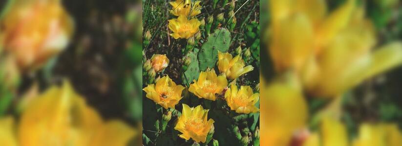 «Маркотх не перестаёт удивлять»: на склонах гор под Новороссийском зацвели кактусы