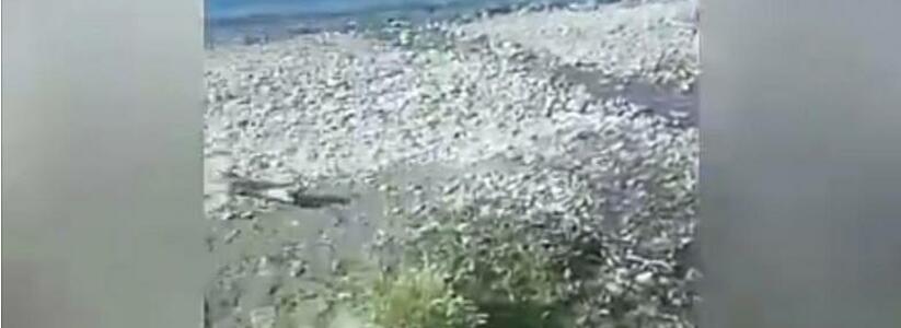 «Поляна затоплена фекалиями!»: на один из пляжей в селе Мысхако сливают канализацию
