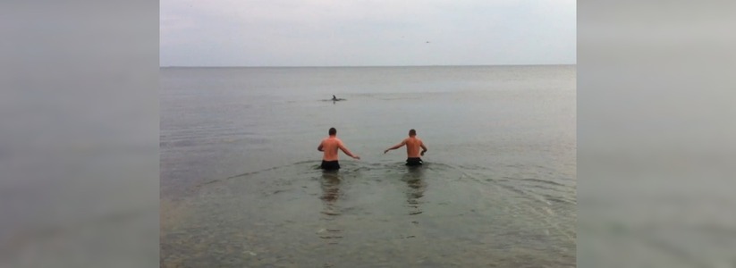 «Так не бывает!»: в Новороссийске дельфины вплотную подплыли к людям