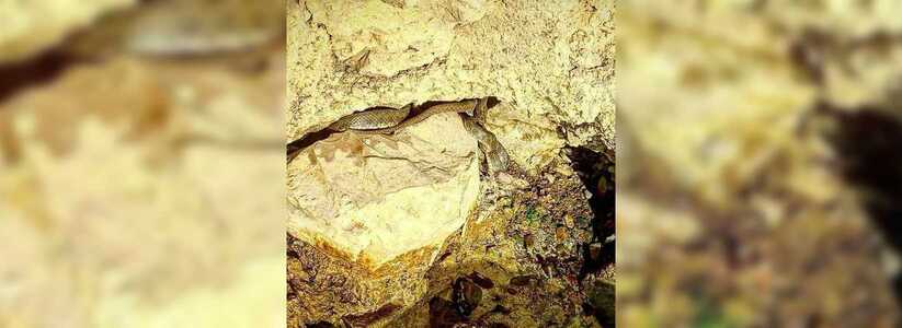 Новороссийцы обнаружили огромное змеиное гнездо на набережной Абрау-Дюрсо