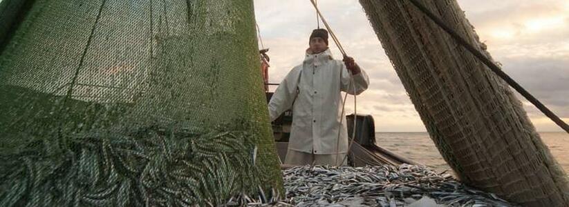 10 фото с рыболовецкого судна: как добывается хамса