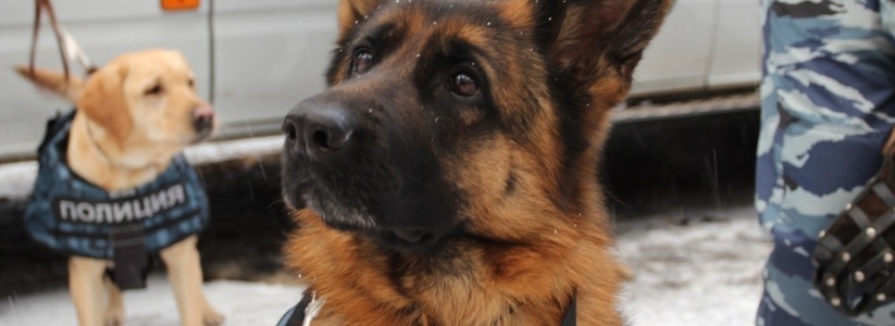 <p>  На покупку служебных собак предусмотрено 300 тысяч рублей.   </p>