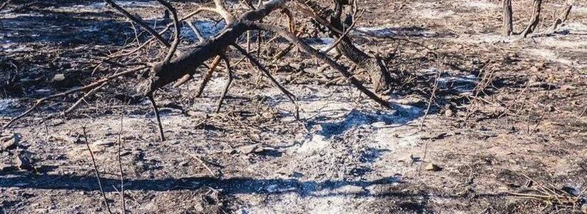В Новороссийске на горе Колдун снова бушевал лесной пожар