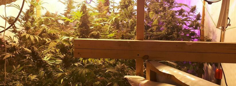Житель Новороссийска построил на участке теплицу, чтобы выращивать наркосодержащие растения