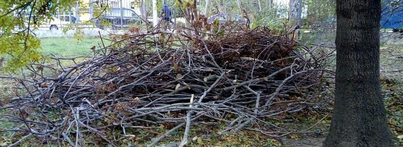 В Пионерской роще Новороссийска срубили несколько деревьев. Сейчас за дело взялась полиция
