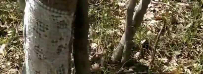 «Что за ритуал?»: жители Новороссийска обнаружили, что в лесу кто-то снимает кору с деревьев