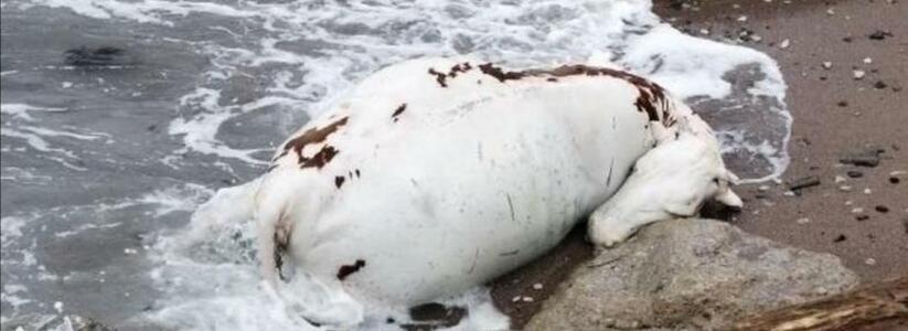 Шокирующая находка: житель Новороссийска обнаружил труп коровы на берегу моря