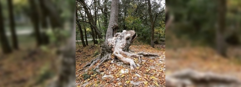 Жительница Новороссийска сфотографировала дерево в Пионерской роще, которое похоже на Царевну-лягушку