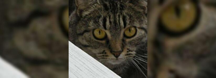 "Только черному коту и не везет!": в Новороссийске в окне застрял кот