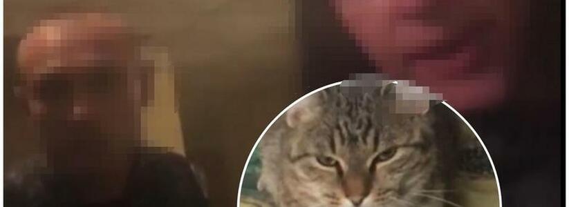 Соседский скандал: в Новороссийске мужчина увез кота в неизвестном направлении из-за того, то животное испортило коляску и прислал видеозапись хозяйке животного