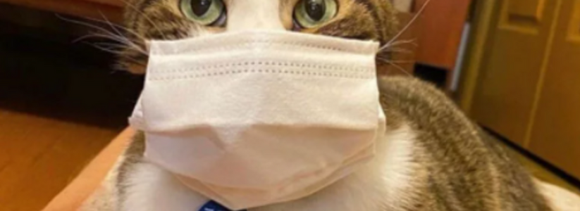 Новороссийцы стали чаще выбрасывать на улицу домашних животных из-за боязни заразиться коронавирусом